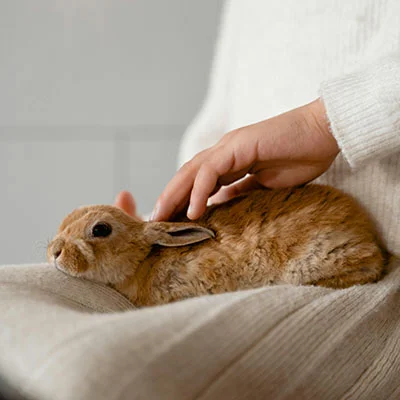 猫粮狗粮零售如何挣钱（狗粮猫粮的销售和利润怎么样）